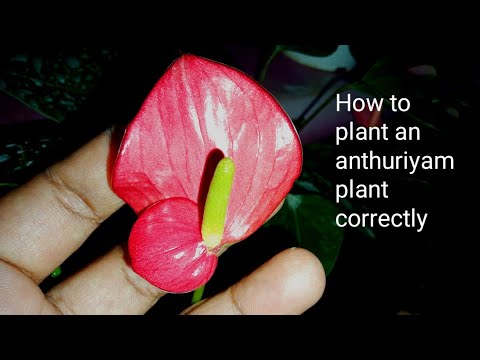 How to plant an anthuriyam plant correctly