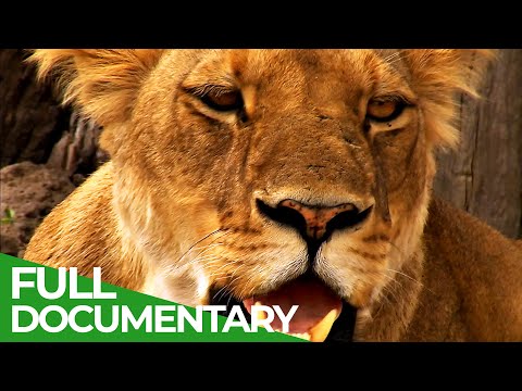 The Last Lion of the Liuwa Plain
