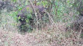 preview picture of video 'Sathyamangalam Tiger Reserve Forest - Tusker elephant '