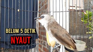 Download lagu trucukan gacor TARUNG ROPEL PANJANG pancingan trucukan agar bunyi jadikan burung trucuk gacor EMOSI mp3