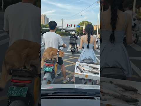 Wait for end 😁#youtubeshorts #comedyforever #comedymove #comedyfilms #comedy #funny #viral #cat