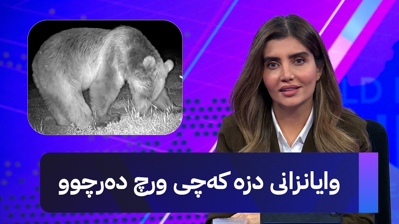 ڤیدیۆ | وایانزانی دزە کەچی ورچ دەرچوو