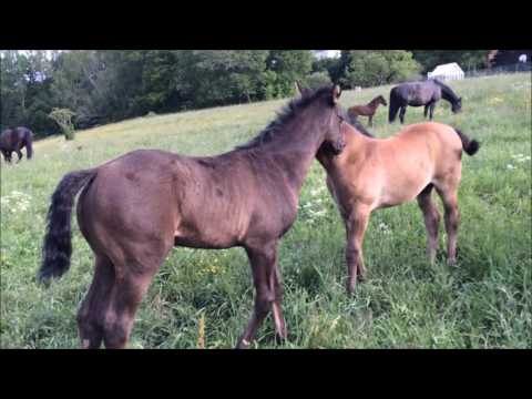 160612 me trying to get Nirma to play