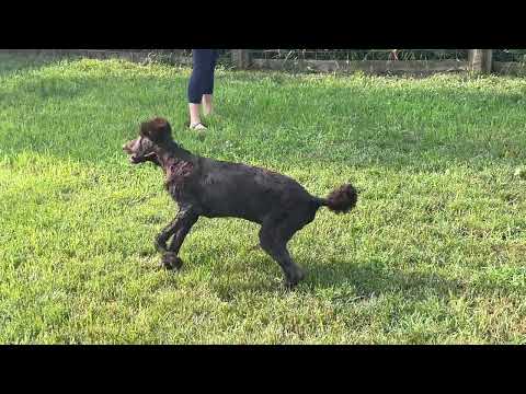 Brown standard poodle puppies for sale in Michigan