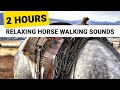 Relaxing Horses Hooves Sounds 2 Hours Clip Clop Walk Nature No Neighing For Sleep Relaxation