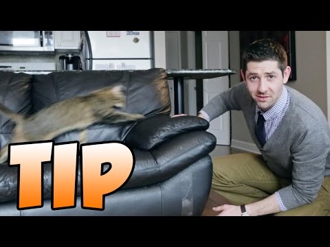 YouTube video about: How to keep cats from scratching leather furniture?