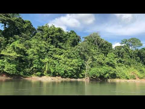 View of the rainforest, Madre de Dios river