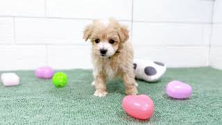 ハーフ犬の動画01