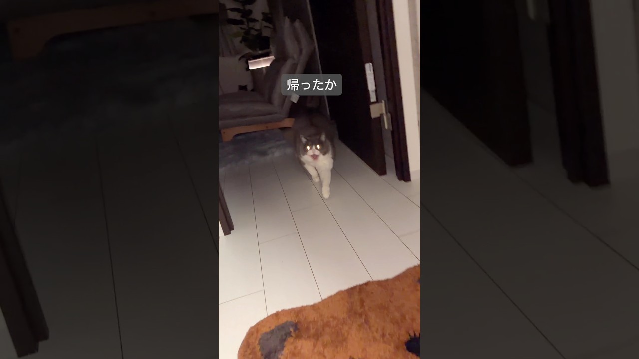 #猫 #猫のいる暮らし #fyp #おすすめ #お出迎え猫 #cat #ねこ #猫好きさんと繋がりたい #ネコ #ブリティッシュショートヘア