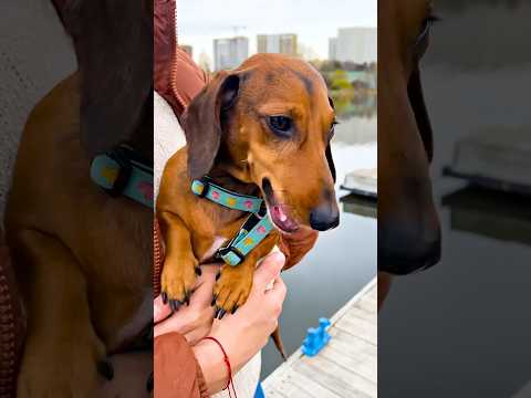 Bittu and his owner save the dolphin's life #viralshorts #youtubeshorts