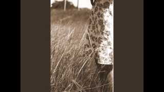 Red House Painters - Summer Dress