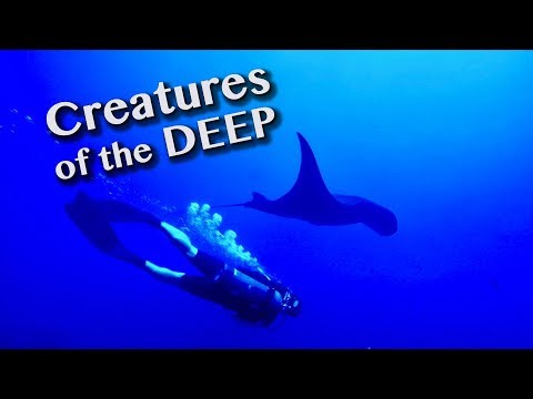 HOW TO SWIM WITH GIANT SEA CREATURES [Adventure #110]