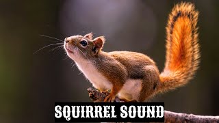 SQUIRREL SOUND #squirrel #sound #video #music #nature #animals #love #history #youtube