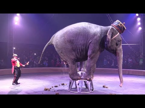 Слон срет в цирке. An elephant defecates in a circus.