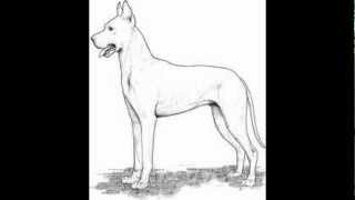 Isa récite "Le loup et le chien"