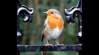 Gérard Manset - Rouge-Gorge