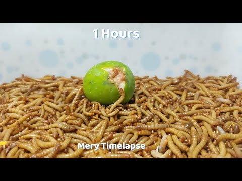 10 000 Mealworms vs Fig Timelapse Mealworms eating timelapse