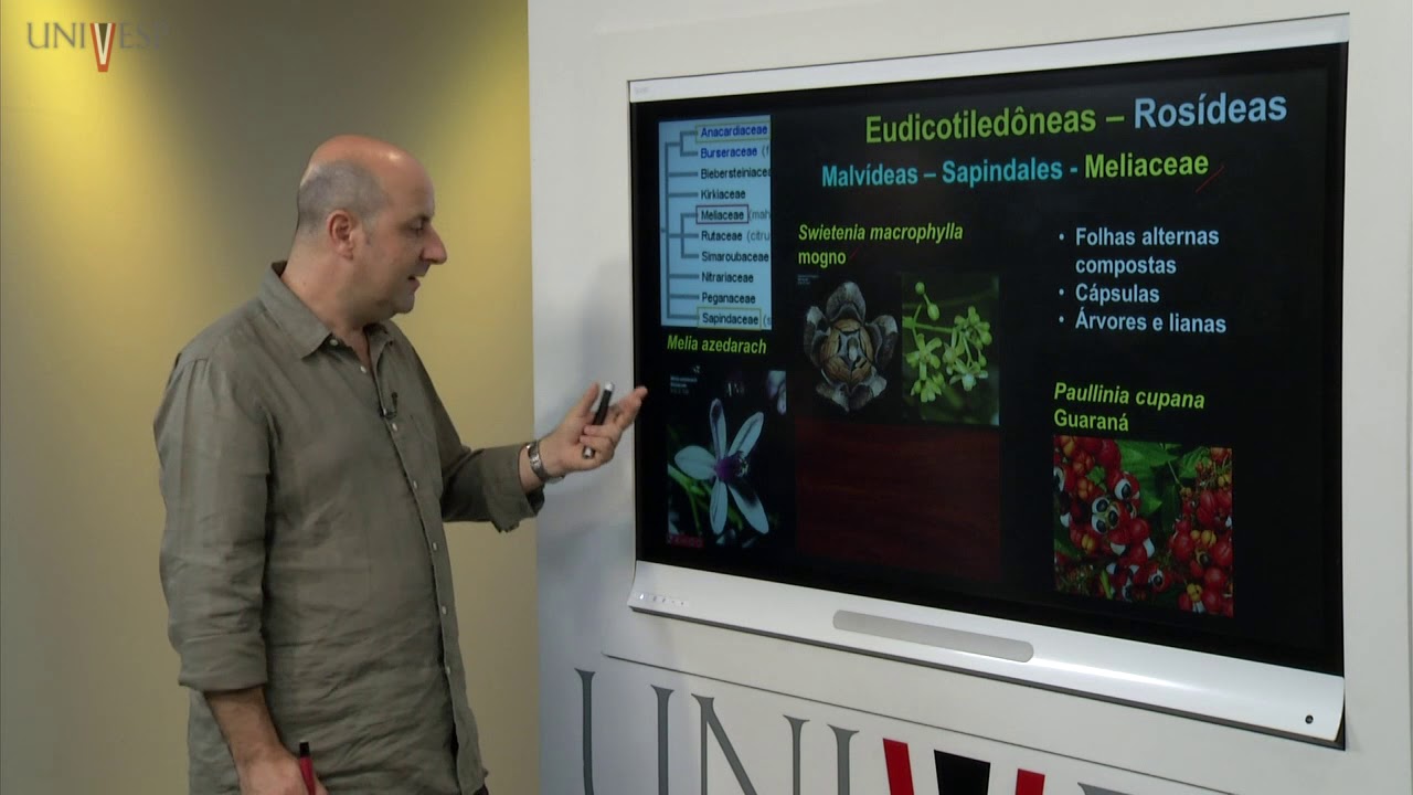 Taxonomia Vegetal - AULA 11 - Angiospermas – Eudicotiledôneas Rosidae – Malvideas