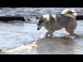 Сибирская хаски - Siberian husky. Full HD. 