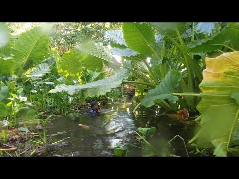 SE02EP099 Part 1 - HALWAT LAHAT para sa MAMAW sa ilalim ng MAKATING BAJANG - Attack of THE TITAN