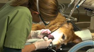 preview picture of video 'Welcome to Iron Mountain Animal Hospital'