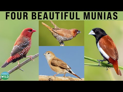Four Beautiful Munias And Their Enchanting Songs