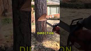 How To Safely Cut Down A Tree 🤩