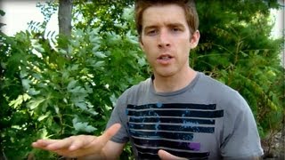 Yama Buddha "saathi" - cover