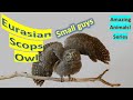 Eurasian Scops Owl Facts European Scops Owl Calls Similar To Midwife Toad
