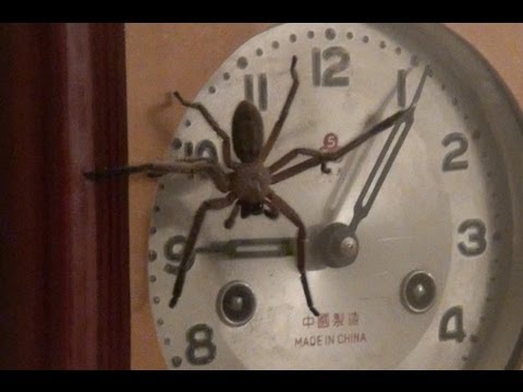 The Clock Spider Is The Most Terrifying Urban Legend I Ever Heard
