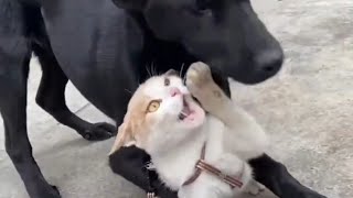 New Funny Videos 2024 😻😍 Cutest Cats and Dogs 😻🐕 part 10