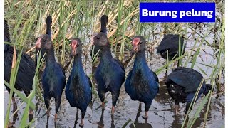Download lagu BANYAK BURUNG MANDAR BIRU BERKELIRAN DI SAWAH (PURPLE SWAMPHAN) mp3