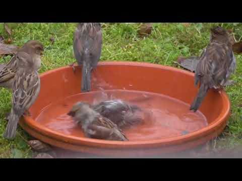Spatzen singen und baden Neujahr 2020, Ruppichteroth, Rhein-Sieg-Kreis, winter bath of sparrows