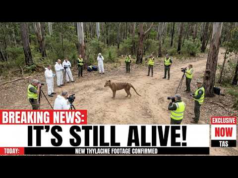 The Tasmanian Tiger Is Still Alive - New Footage Is Haunting The Scientist