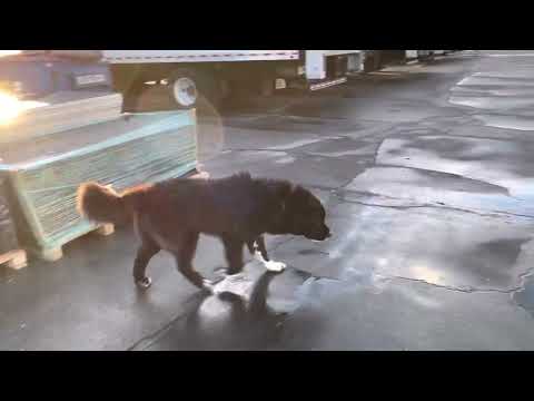 Zrangi Marking Everything HUGE Armenian Gampr Dog