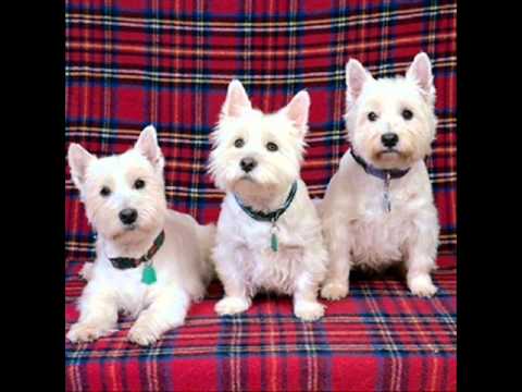 Branko Bek & band Nikud Nikam - Kakva mater, takva čer  .wmv