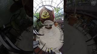 【頑張って 元ネタ / 轟はじめ】ねばーる君  #insta360 #funny #prank #ねばーる君 #funny #ibaraki