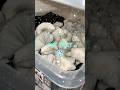 Jack Frost mushrooms #mushlove #mycology #fungi #mushroom #jackfrost