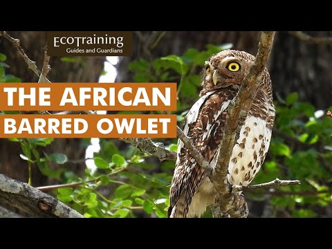 African Barred Owl l Birds of the Bush