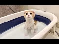 生まれて初めて子猫をお風呂に入れてみたらまさかのこうなりました…笑