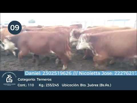 Lote Machos - Bto Juárez Bs As