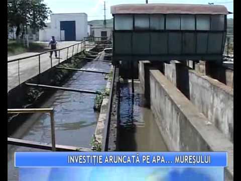 Sute de peşti morţi au fost găsiţi în Mureş, în zona Ogra-Cipău