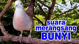 Download lagu Perkutut Lokal Gacor ALAM LIAR - rekomendasi masteran cepat NYAUT mp3 Download lagu Perkutut Lokal Gacor ALAM LIAR - rekomendasi masteran cepat NYAUT mp3