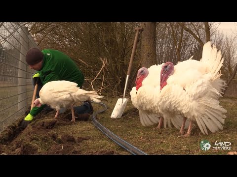 Wenn Puten bei der Arbeit helfen