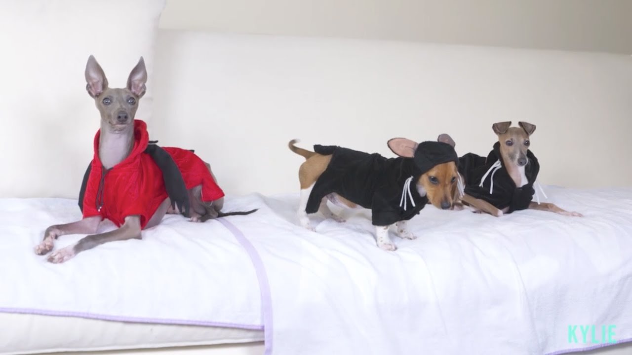 DOG DAZE: My Dogs Threw a Party!!! - YouTube