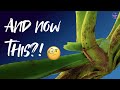 Genetically Abnormal Neostylis Lou Sneary Now What Is It Doing Ninjaorchids