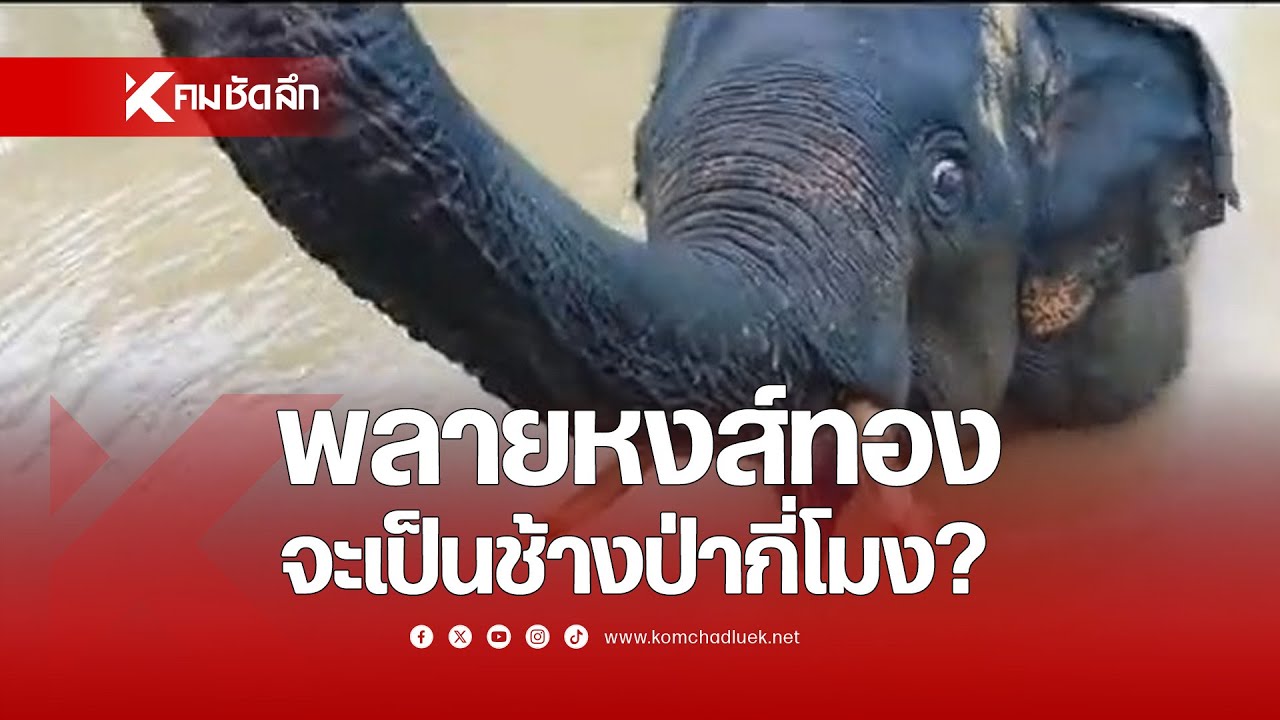 พลายหงส์ทอง จะเป็นช้างป่ากี่โมง?