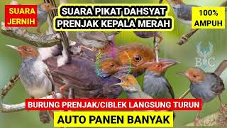 Download lagu SUARA PIKAT PRENJAK KEPALA MERAH RIBUT TERBUKTI AM... mp3