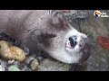 Otter Juggling Rocks: A Few Theories Why | The Dodo