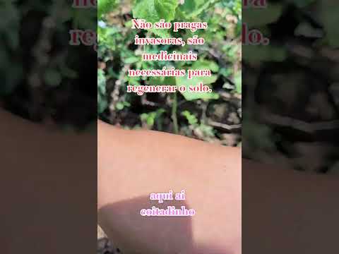 Medicina. Mãe Terra!